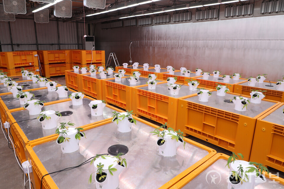 안동시가 ‘경북산업용헴프 규제자유특구’의 숙원인 원료의약품 수출 목표 달성을 위해 칸나비디올(CBD) 원료의약품 제조소 구축을 지원할 계획이라고 13일 밝혔다. (제공: 안동시) ⓒ천지일보 2025.11.13.