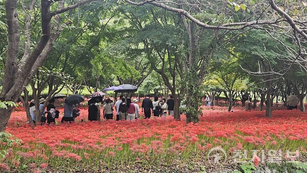 전남 영광군이 전국 최초로 전 군민에게 민생경제회복지원금을 지급하며 지역경제 회복의 새로운 모델을 제시했다. 장세일 군수는 재생에너지 기반 소득을 통해 “일자리와 성장을 이끄는 자립도시 영광을 실현하겠다”고 포부를 밝혔다. 사진은 영광 불갑사 상사화 축제 현장.  (제공: 영광군청) ⓒ천지일보 2025.11.14.