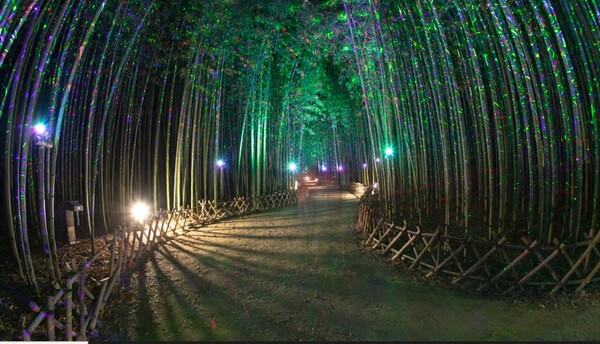 자연주의 정원 은하수길(제공=울산시)ⓒ천지일보 2025.11.14.