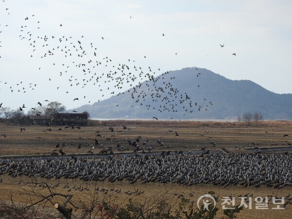 순천만 흑두루미 모습. (제공: 순천시청) ⓒ천지일보 2025.11.21.