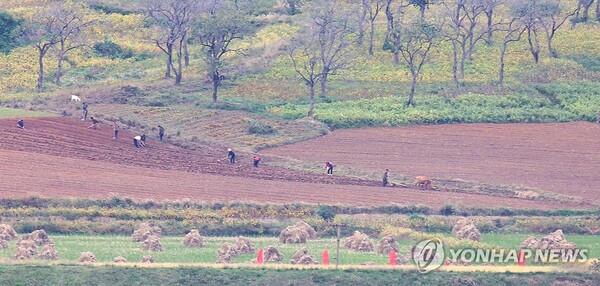 (인천=연합뉴스) 14일 인천 강화군 강화평화전망대에서 바라본 북한 황해도 개풍군 들녘에서 북한 주민들이 밭 농사일을 하고 있다. 2025.10.14