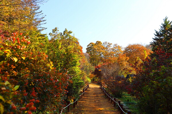 서울대안양수목원 단풍길(사진=트래블아이)ⓒ천지일보 2025.11.23.