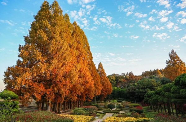 아가페정원 메타세쿼이아 길(제공=익산시)ⓒ천지일보 2025.11.23.