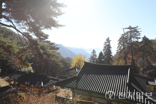 [천지일보=김인우 기자] 위에서 바라본 우두산 고견사의 전경 모습. 산 능선과 소나무의 조화가 가을 정취를 물씬 풍기고 있다. ⓒ천지일보 2025.11.25.