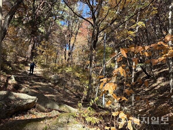 고견사를 나와 더 깊은 숲으로 들어서면 멀리 바위봉우리인 ‘의상봉’이 보인다. 의상대사가 이곳에서 참선을 수행했다는 전설이 전해 내려온다. 가파른 오르막길을 50분 정도 오르면 산 능선에 닿을 수 있다. ⓒ천지일보 2025.11.25.