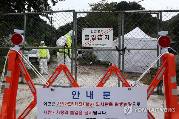 아프리카돼지열병 발생, 긴급 방역 중 (출처: 연합뉴스)