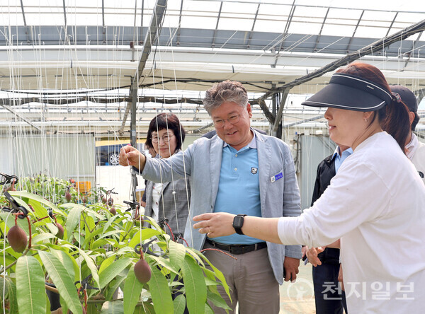 전남 영광군이 전국 최초로 전 군민에게 민생경제회복지원금을 지급하며 지역경제 회복의 새로운 모델을 제시했다. 장세일 군수는 재생에너지 기반 소득을 통해 “일자리와 성장을 이끄는 자립도시 영광을 실현하겠다”고 포부를 밝혔다. 사진은 장세일 영광군수(가운데)가 염산 과수 농가 현장을 방문한 모습. (제공: 영광군청) ⓒ천지일보 DB