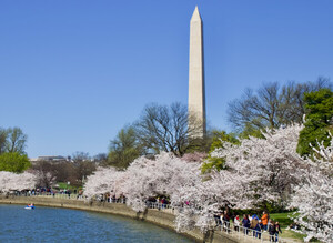 ⓒ천지일보 2024.03.31 Cherry trees bloom around the Tidal Basin before the Washington Monument / Eloise Lee, Cheonji Daily News
