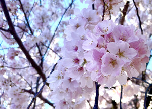 ⓒ천지일보 2024.03.31 Washington's cherry trees were a gift of friendship from the people of Japan in 1912 / Eloise Lee, Cheonji Daily News