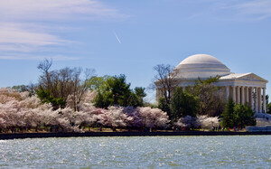 ⓒ천지일보 2024.03.31 Thousands of visitors stream to  the Jefferson Monument every year to view the cherry blossoms around the Tidal Basin in Washington DC / Eloise Lee, Cheonji Daily News