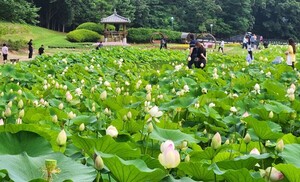 연분홍 바다 위, 속리산의 여름 비밀