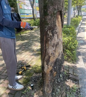 ‘강풍에 쓰러질라’ 순천시, 가로수 ‘위험 수목’ 본격…