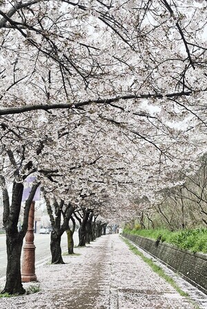 [포토] 봄비 지나간 자리, 벚꽃길 내려앉다 - 뉴스 썸네일 이미지