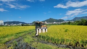 가뭄·폭염 딛고 첫 벼 수확... 김해FC '홈 첫 승' 정조준 - 뉴스 썸네일 이미지